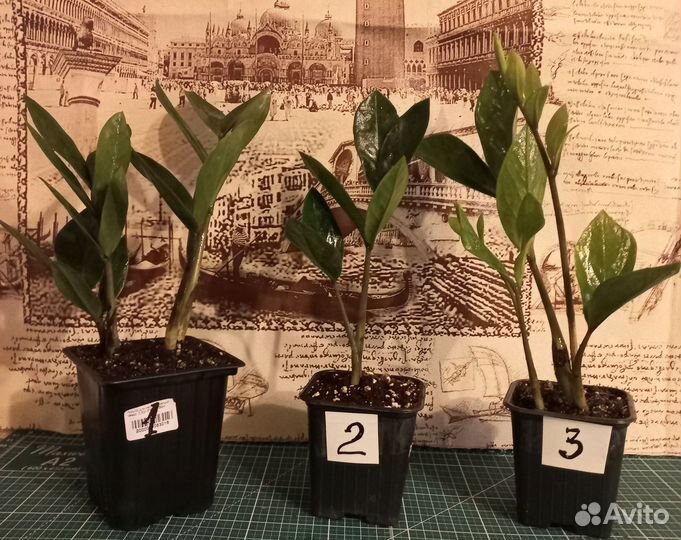 Замиокулькас