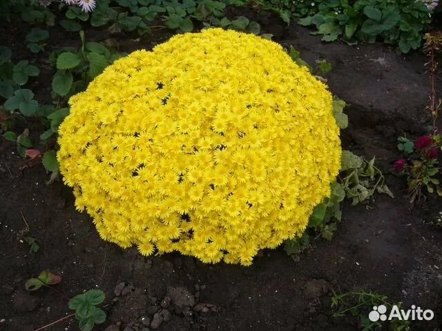 Хризантемы мультифлора