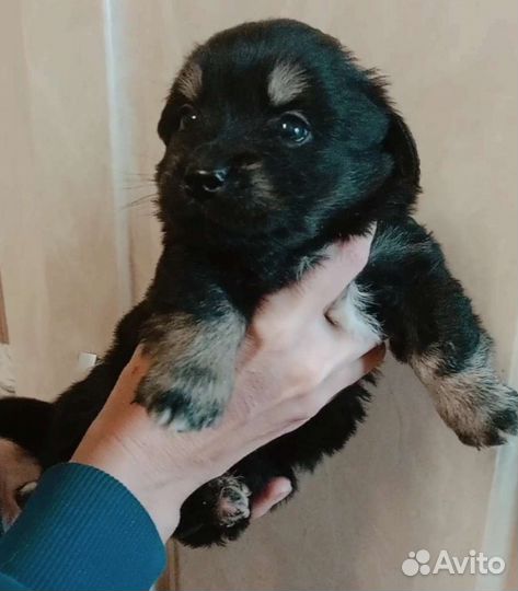 Щенок (мальчик) в добрые руки