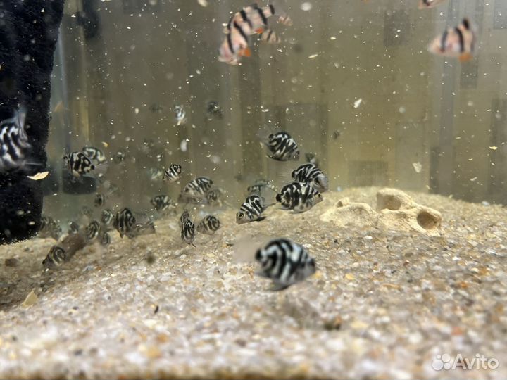 Рыбки аквариумные