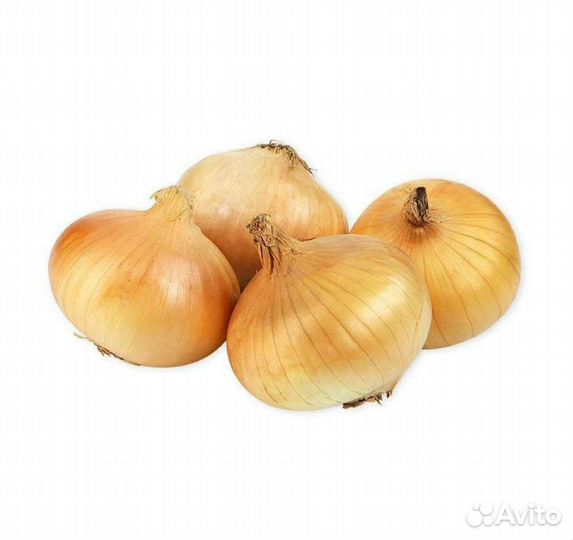 Лук репчатый