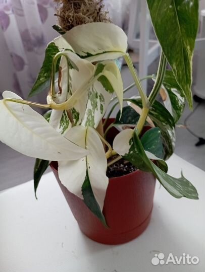 Эпипремнумы. сингониумы