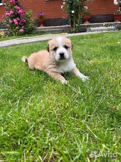 Щенки мальчики (1,5 месяца) в добрые руки