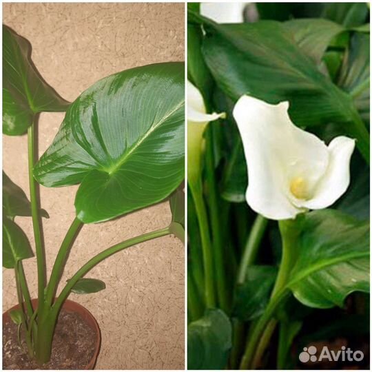 Калла белая эфиопская