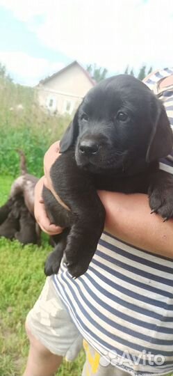 Щенки лабрадора