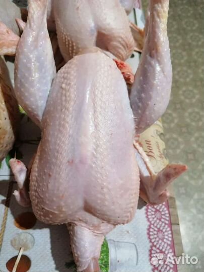 Куры броллеры утки муларды гуси линда