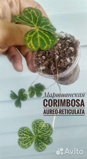 Кислицы сортовые луковичные