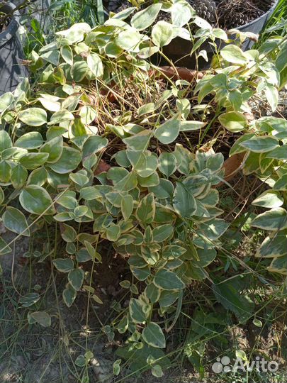 Ромашка садовая