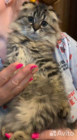 Котик в добрые руки