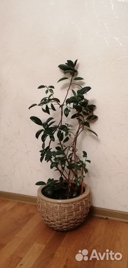 Комнатный цветок (фикус)