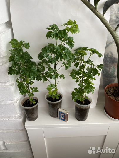 Комнатные растения. Полисциас