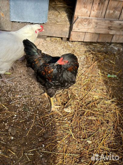 Петух Маран