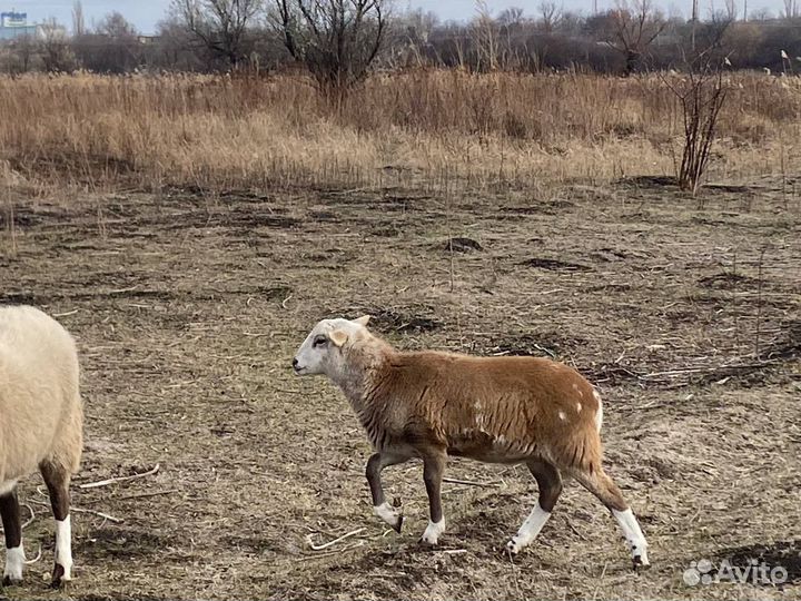 Катумский ягненок