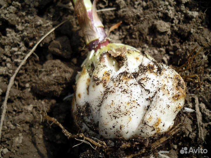 Луковицы лилии оптом