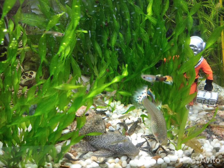 Сомики анцитрусы и валиснерия спиральная