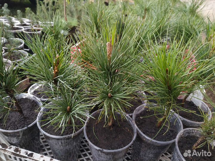 Кедр сибирский саженцы