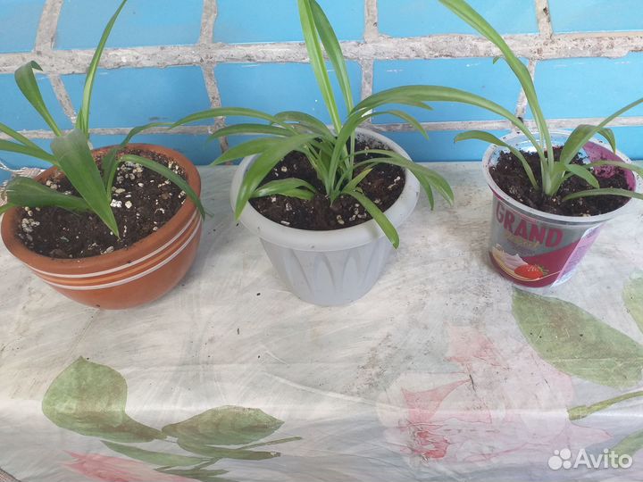 Хлорофитум,суккуленты,колеус,гинура,традесканция