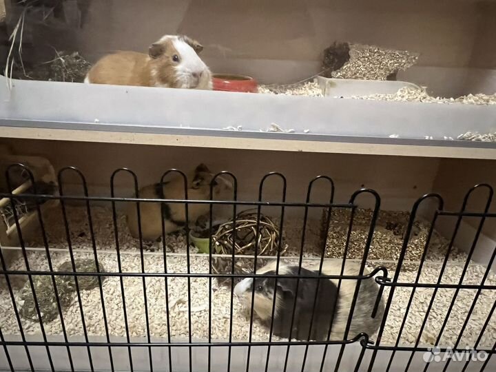 Морские свинки + 2-этажный домик