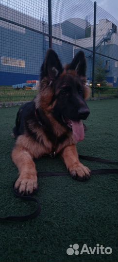 Немецкая овчарка вязка