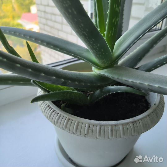 Алоэ вера лечебный