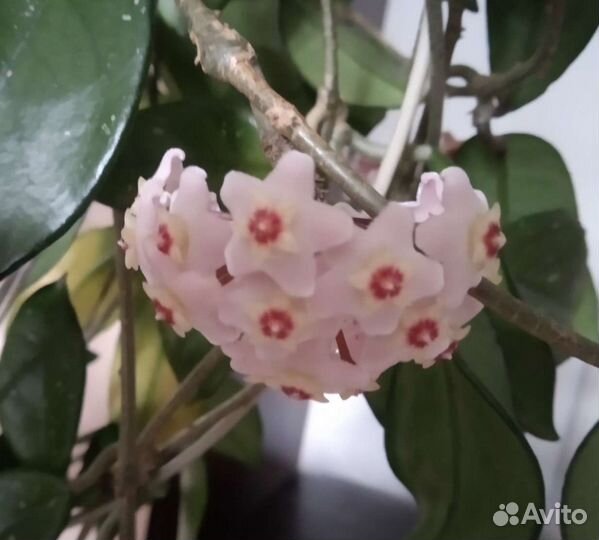 Хойя цветет