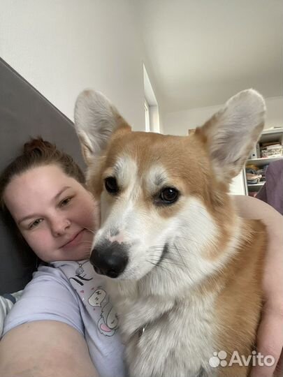 Выгул собак