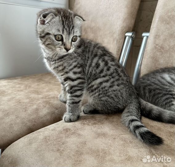 Шотландская