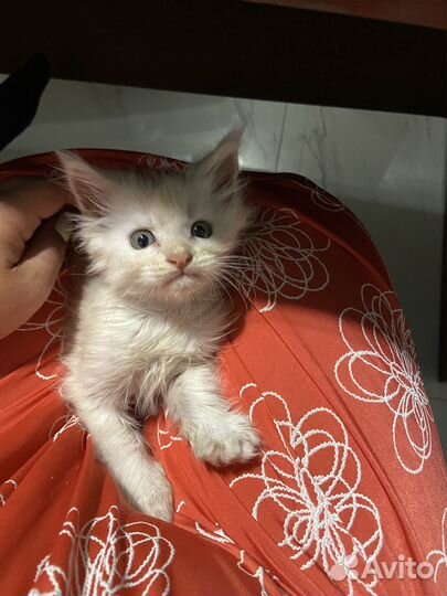 Мейн Кун осталась одна девочка