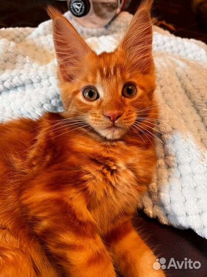 Котята мейн-кун