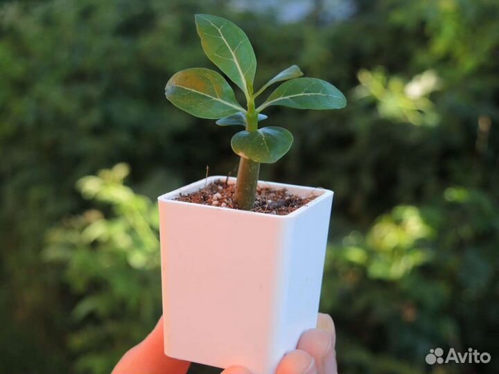 Адениум. Сеянцы