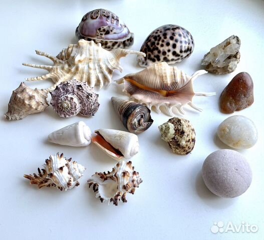 Ракушка морская
