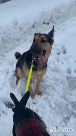 Собака в добрые руки отдам бесплатно