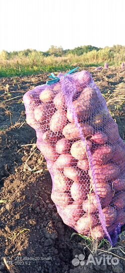 Продам картофель