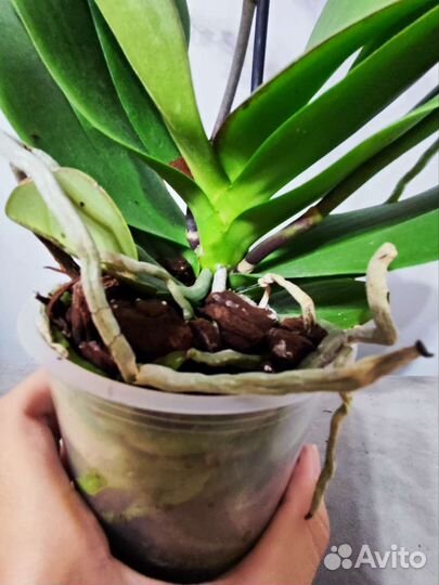 Орхидея фаленопсис мультифлора