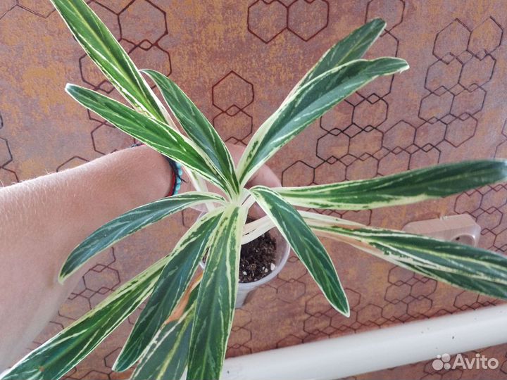 Аглаонема Зебра