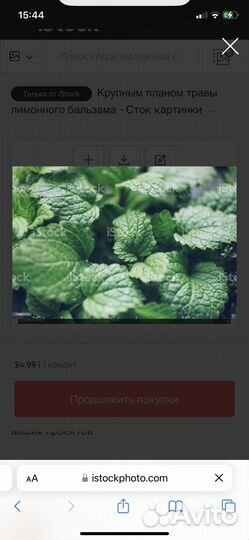 Мята и мелиса