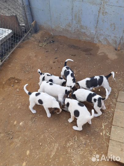 Щенки рпг 1 месяц