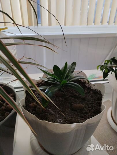 Бенджамина