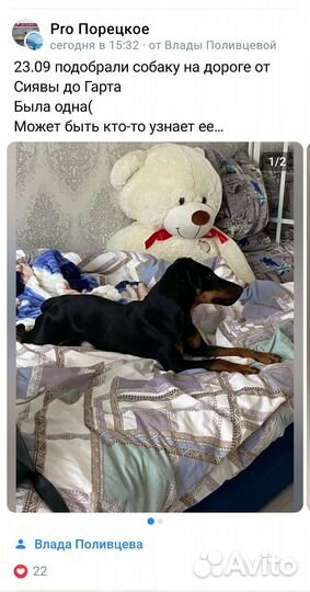 Ягтерьер на дороге около Гарта