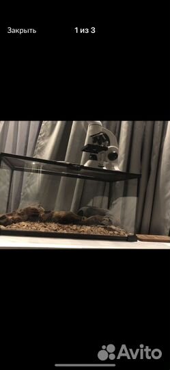 Терариум для змей и ящериц