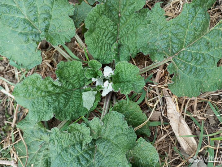 Сок лопуха (репейника)