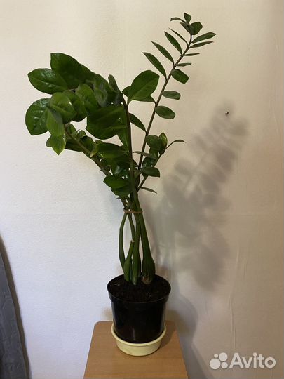 Замиокулькас 90см