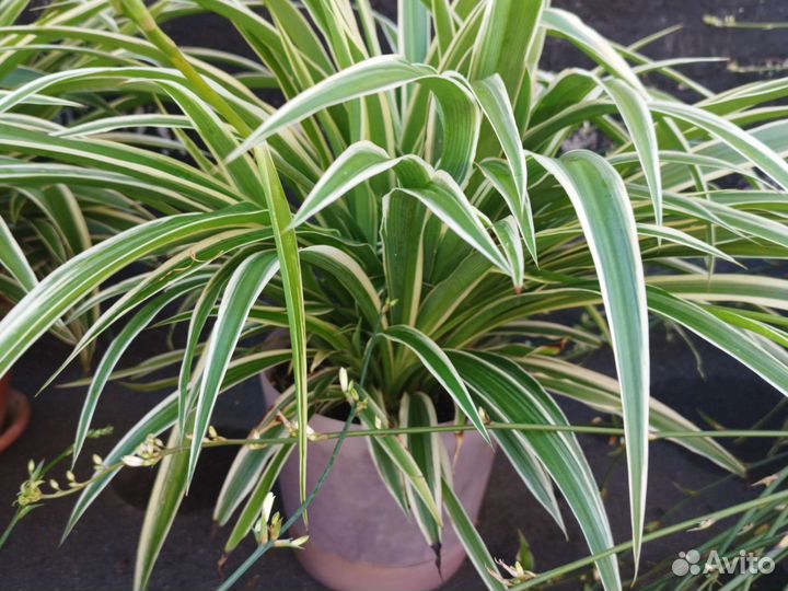 Цветы комнатные, хлорофитум, молочай, золотой ус