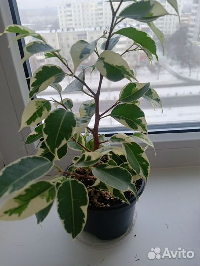 Фикус вариегатный