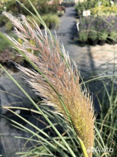 Кортадерия саженцы