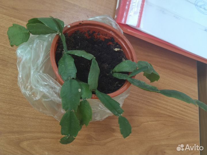 Домашние цветы