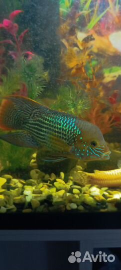 Живая рыба малек