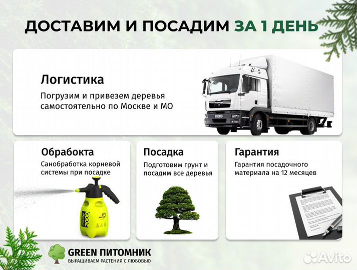 Туи 1м Смарагд