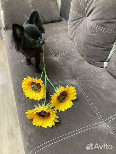 Вязка собак чихуахуа