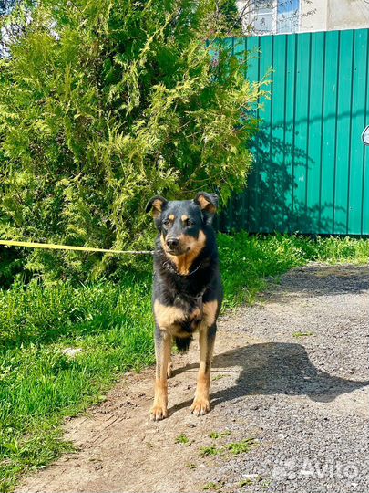 Босерон помесь